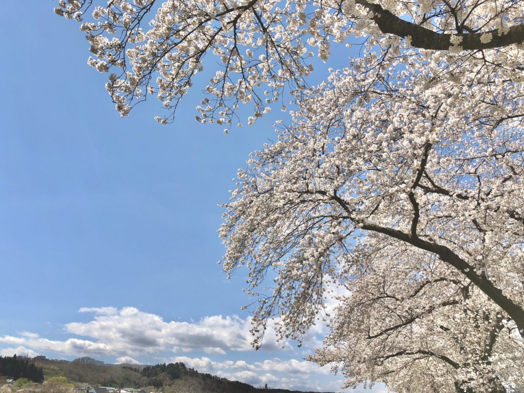 桜がきれい。
